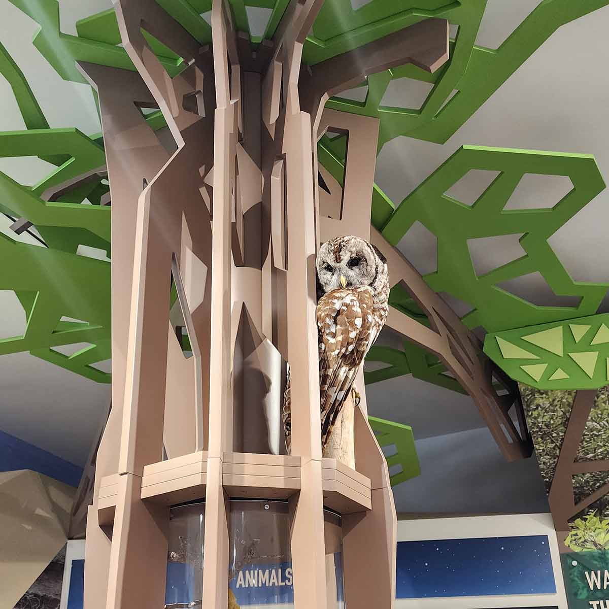 An owl at Jockey's Ridge